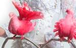 Существуют ли в природе розовые голуби