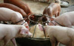 Как проводят мясной откорм свиней