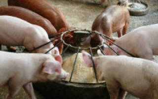 Как проводят мясной откорм свиней
