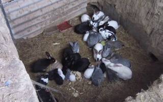 Разведение кроликов в ямах и норах