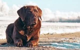 Грибковый отит у собак: симптомы и лечение воспалений