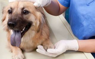 Дисплазия у собак — диагностика и лечение