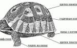 Строение красноухой черепахи
