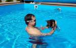 Научить собаку плавать не сложно: практические советы