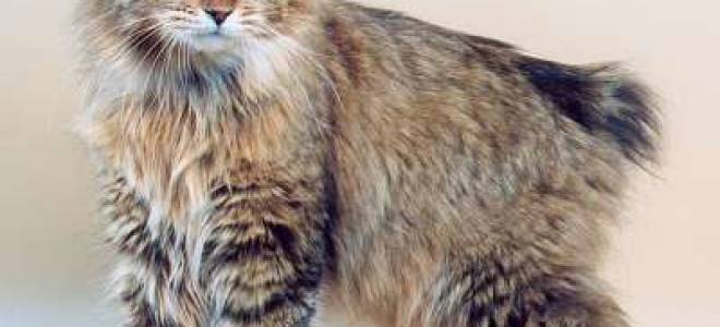 Короткохвостый курильский бобтейл