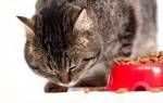 Какой выбрать корм для кошек при панкреатите