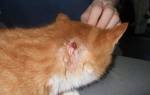 Абсцесс у кошек: лечение в домашних условиях