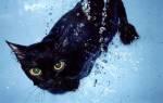 Все ли коты не любят воду фобии и их причины