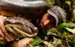 Самая большая змея анаконда. Фото, видео