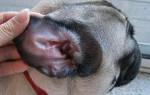 Собака трясет головой и чешет ухо: причины, чем помочь питомцу