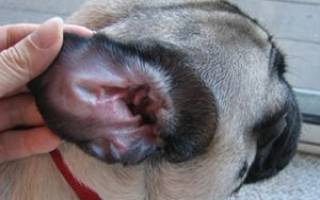 Собака чешет уши и трясет головой: почему и лечение