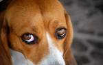 У собаки красные белки глаз? Разбираемся в причинах