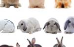 Скрещивание кроликов разных пород