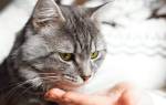 Цистит у кошек — причины, симптомы и лечение