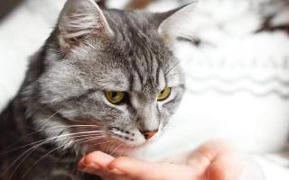 Цистит у кота Что делать