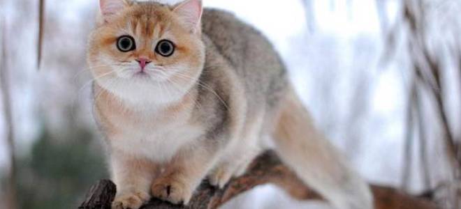 Кошки породы золотая шиншилла