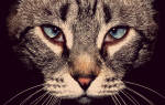 Блефарит у кошек- симптомы и лечение, фото