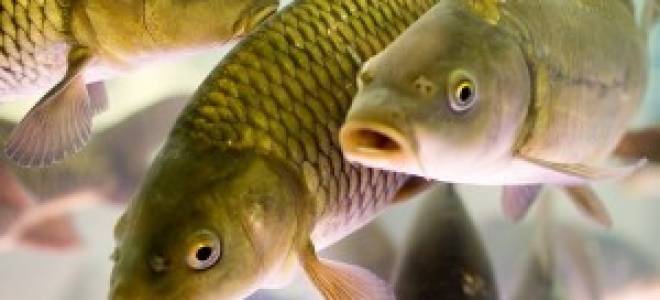 Каким должен быть водоем для разведения рыбы