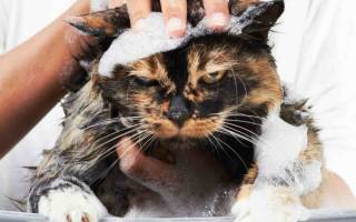 Сухой шампунь для котов