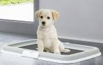 Туалет для собак мелких пород: как выбрать
