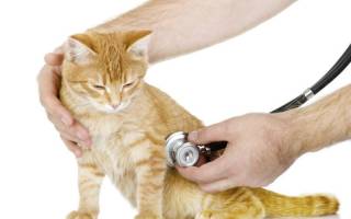 Перикардит у кошек: основные патологии вызывающие воспаление