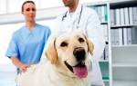 Ринотрахеит у собак: причины и профилактика недуга