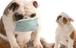 Питомниковый кашель у собак – инфекционная патология. Причины, признаки, лечение