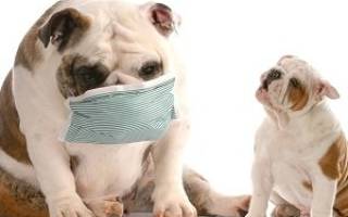 Питомниковый кашель у собак – инфекционная патология. Причины, признаки, лечение