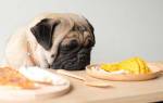 Как и чем кормить Мопса: правила здорового питания щенков и взрослых собак