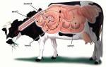 Причины остановки желудка у коровы