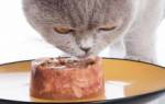 Как накормить кота если он не ест