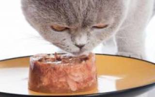 Как накормить кота если он не ест
