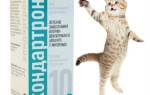 Хондартрон для кошек: действие и особенности препарата