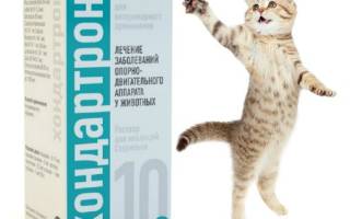Хондартрон для кошек: действие и особенности препарата