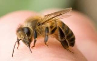 Как зимуют бакфастские пчелы