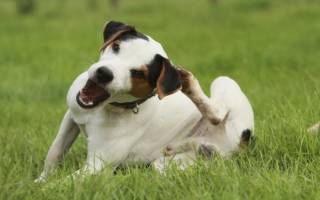 Болезни кожи у собак: клинические проявления и диагностика