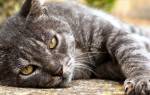 Стрептодермия у кошек: симптомы, диагностика, лечение