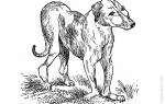 Рахит у собак и щенков: симптомы и лечение болезни роста