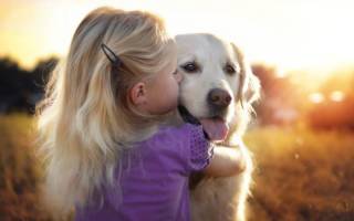 Понимают ли собаки, когда их целуют: разбираемся в чувствах и эмоциях питомца