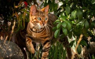 Тойгер: порода кошек тигрового окраса