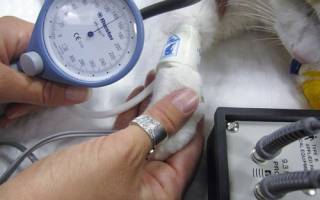 Повышенное и пониженное давление у кошек: причины отклонения и их последствия