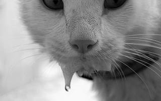 Почему у кота текут слюни изо рта