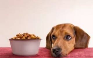 Почему щенок плохо ест