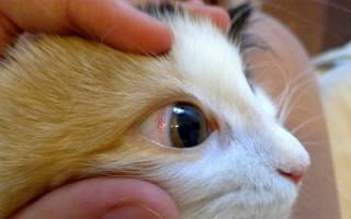 Красные глаза у кошки как симптом заболевания