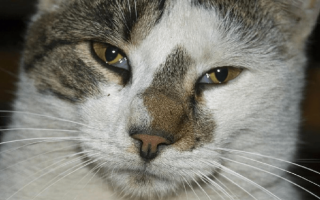 Третье веко у кошки причины и лечение
