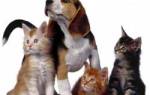 Дирофиляриоз — Текущее руководство для кошек