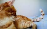 Синдром конского хвоста у кошек: причины, симптомы, лечение