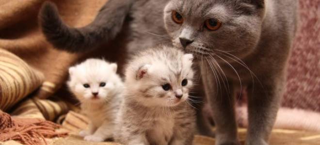 Почему кошка переносит котят в другое место