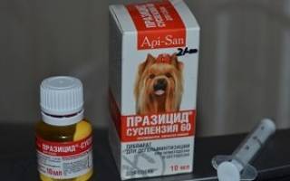 Суспензия от глистов для собак: полный список препаратов, описание и дозировка