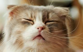 Причины по которым кошка чихает кровью
